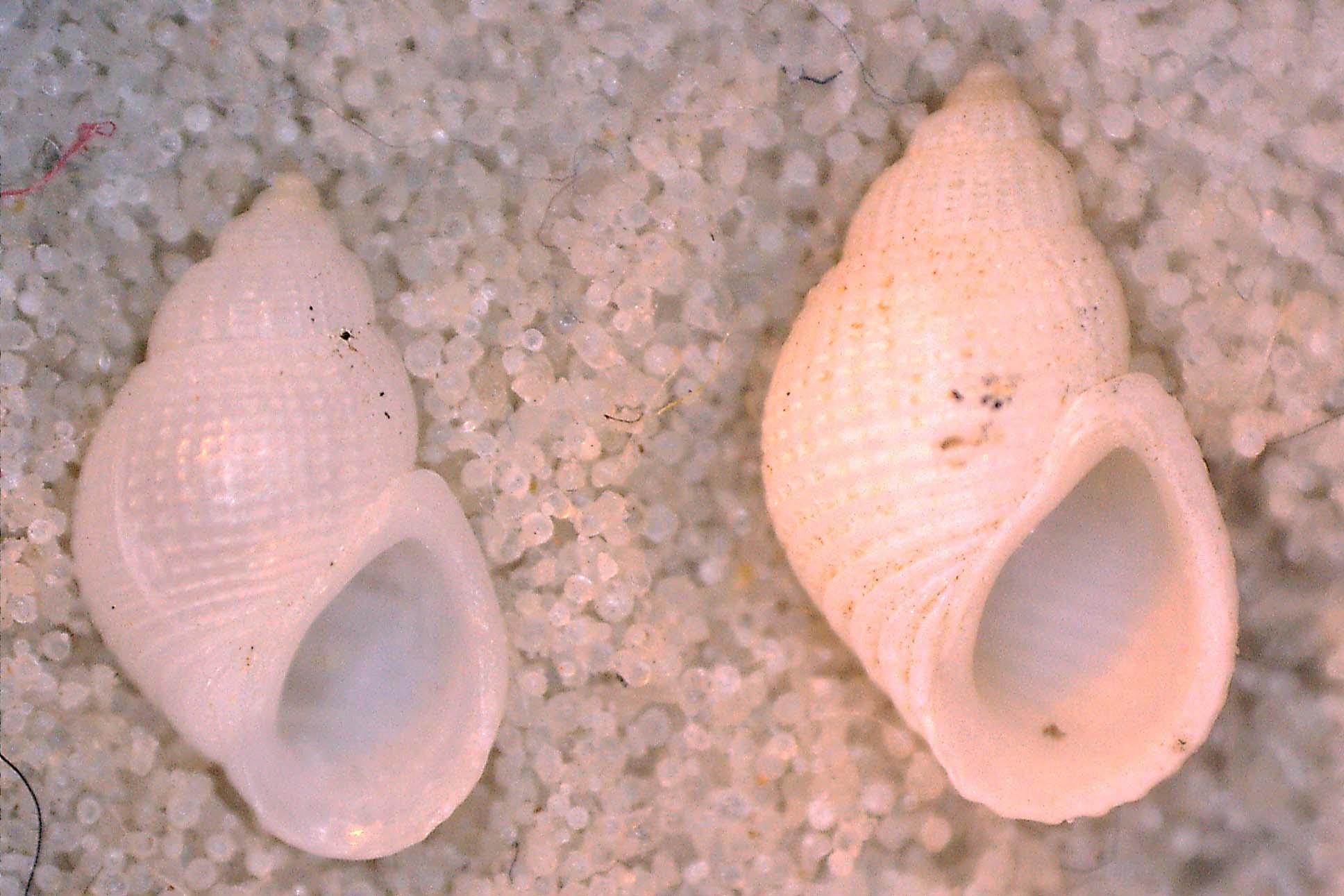 Istria, da determinare/2